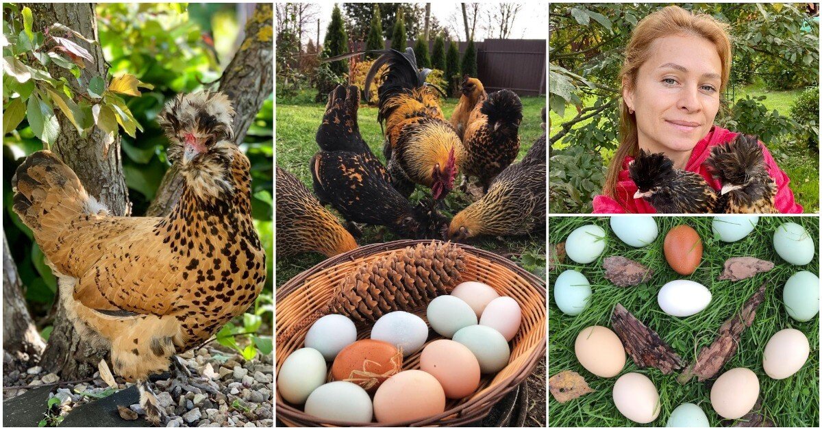 Белые, коричневые, зеленые: почему куры несут яйца разного цвета?
